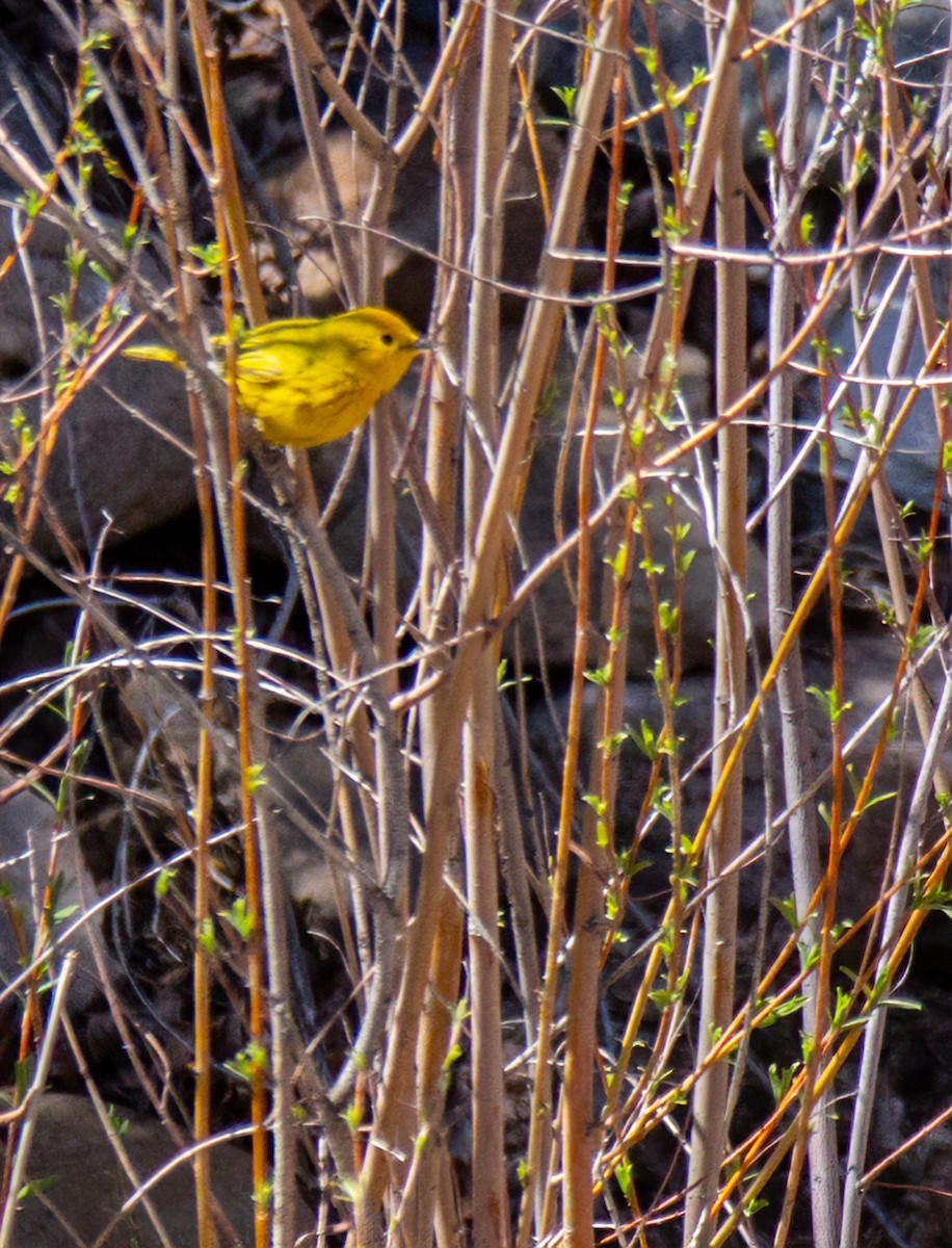 Yellow Warbler - ML619246913