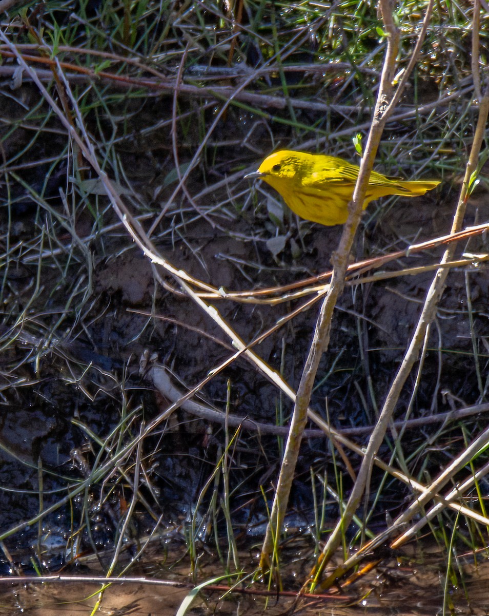 Yellow Warbler - ML619246914