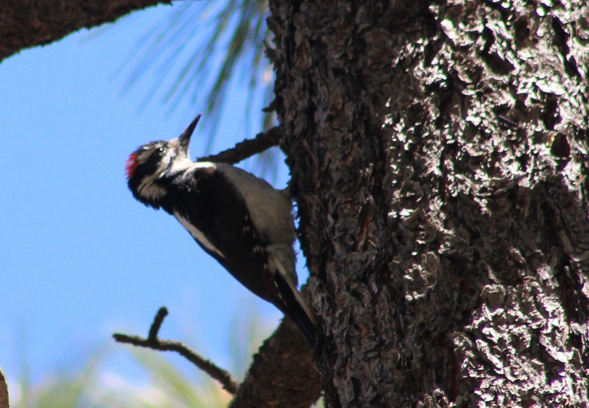 Hairy Woodpecker (Rocky Mts.) - ML619246947