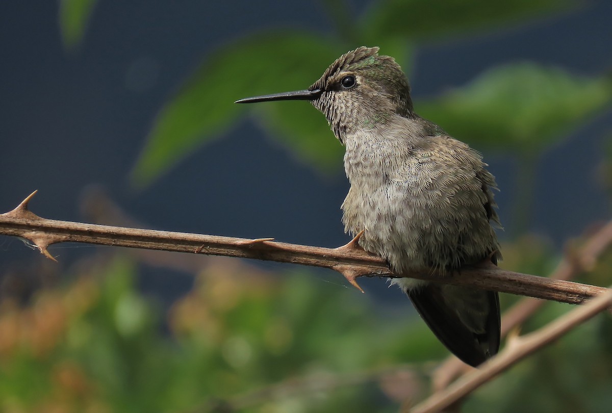 Anna's Hummingbird - ML619246972