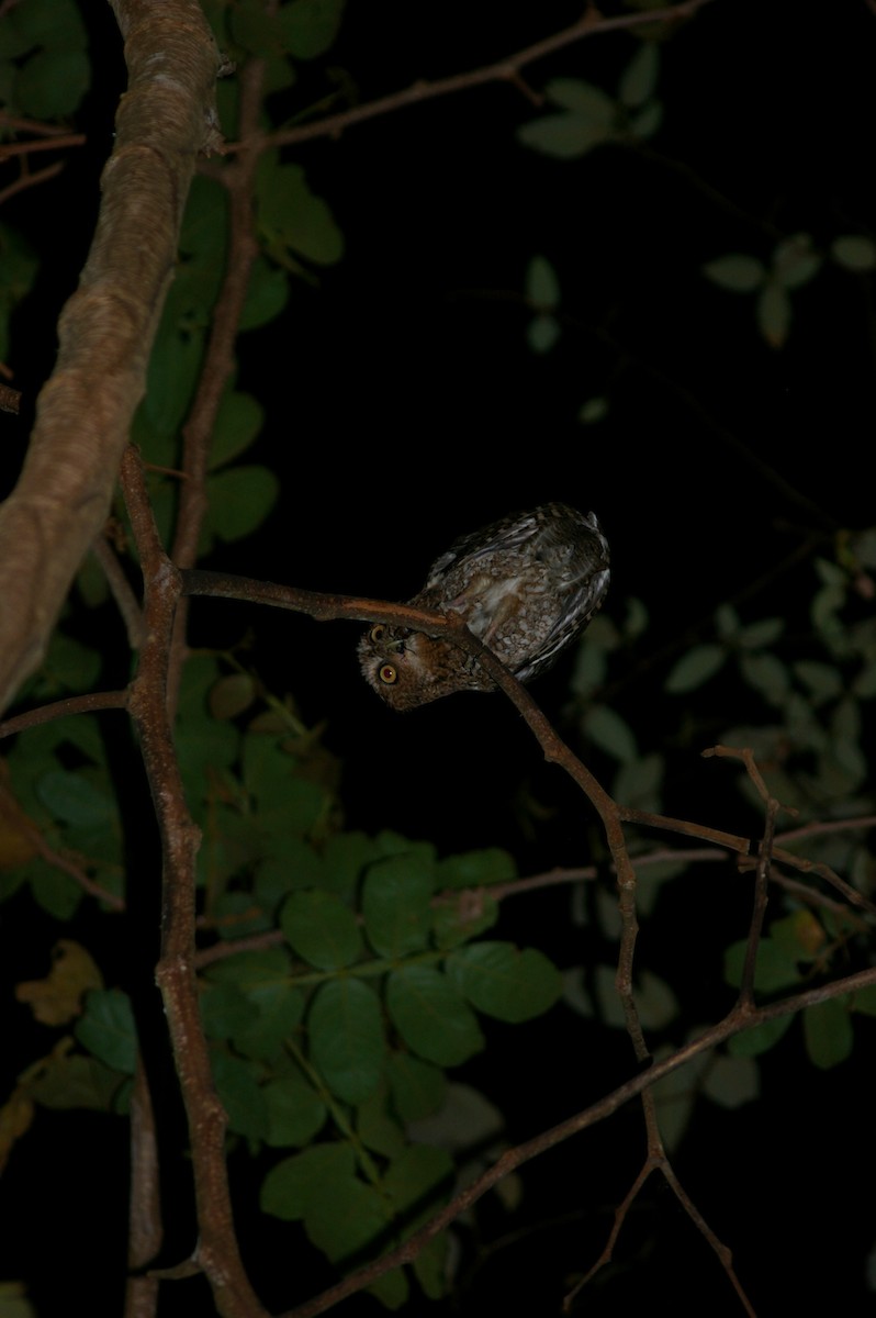 Bare-shanked Screech-Owl - ML619246981