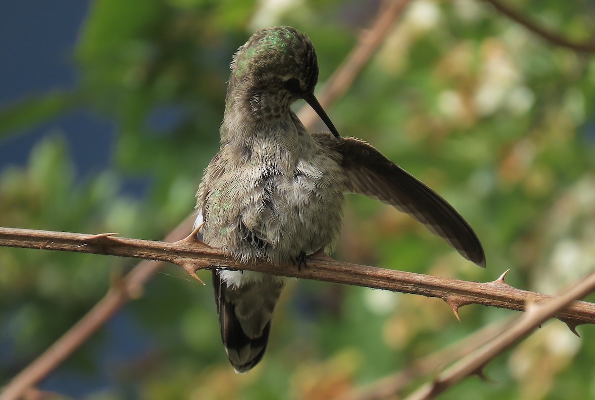 Anna's Hummingbird - ML619246986