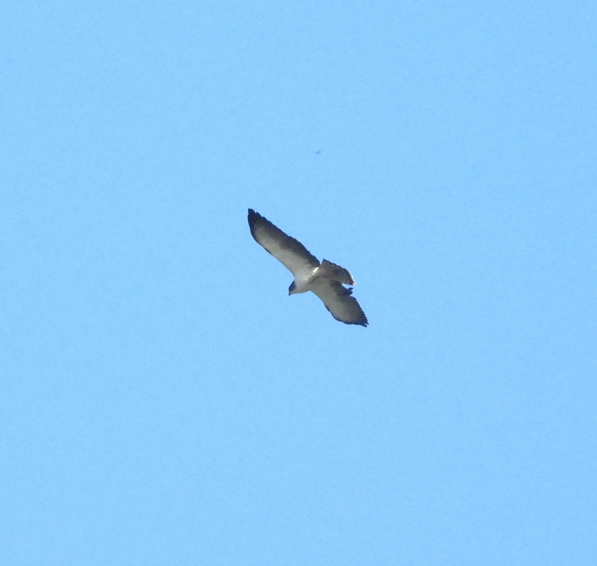Short-tailed Hawk - ML619247018