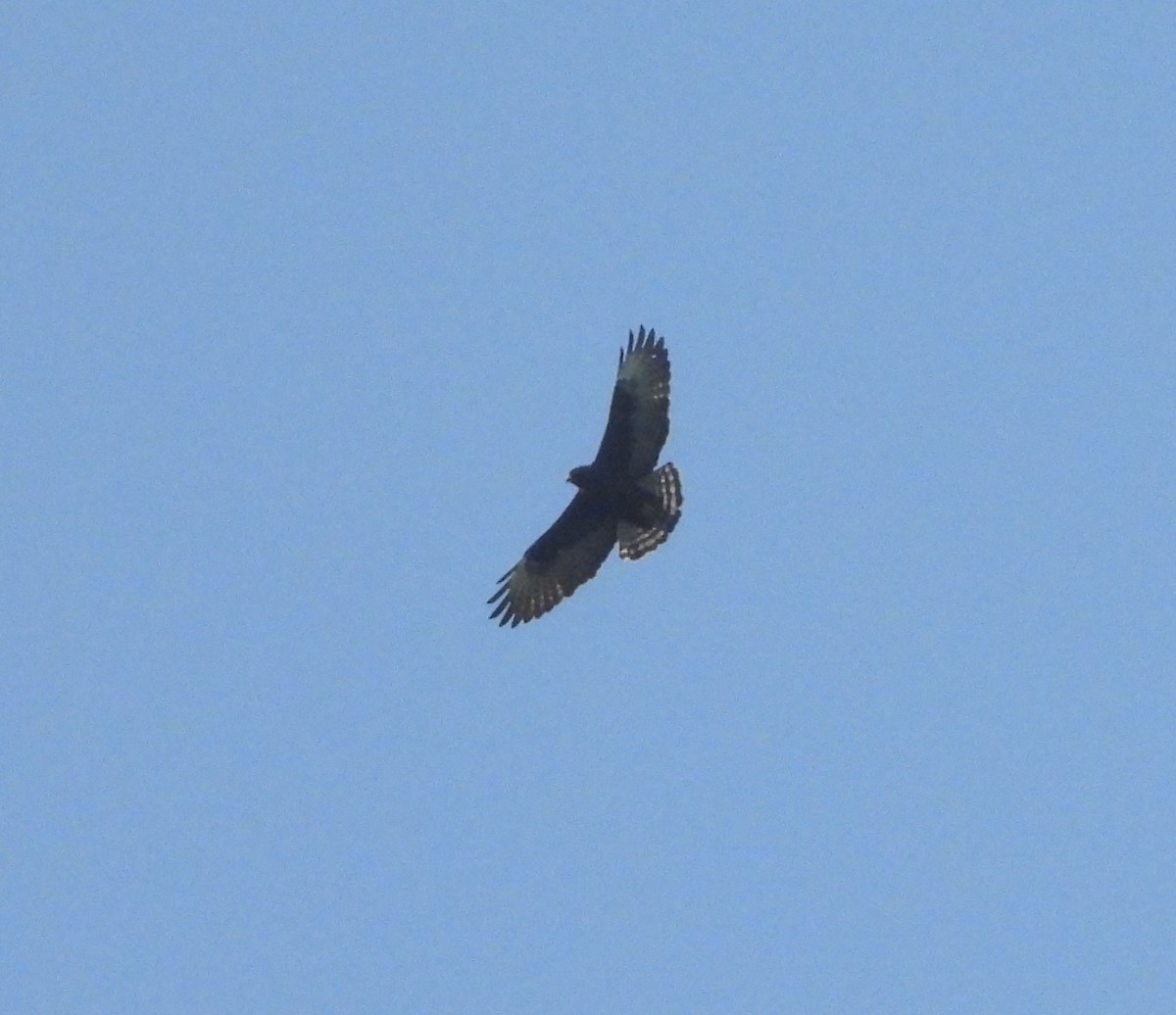 Short-tailed Hawk - ML619247023