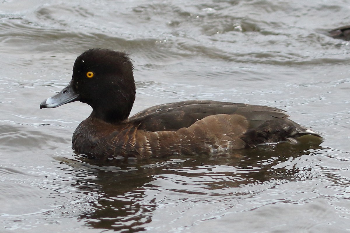 Tufted Duck - ML619247061
