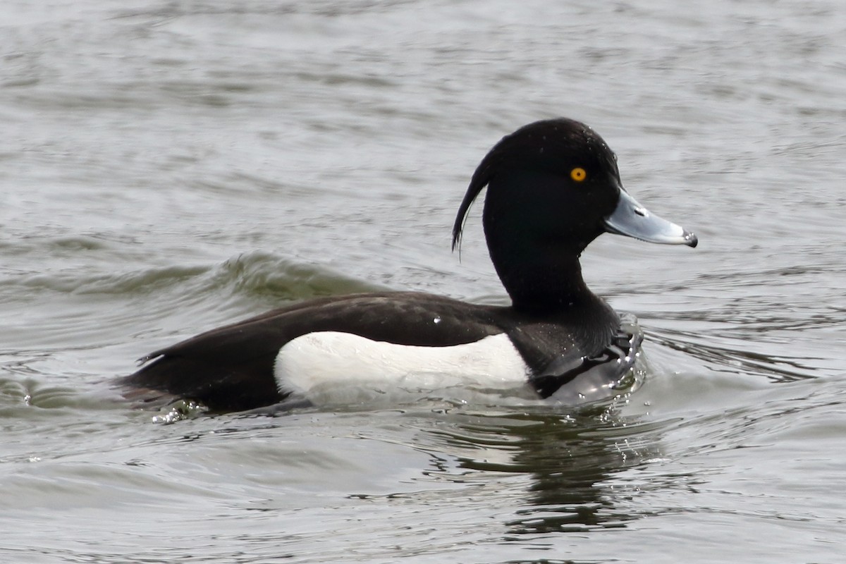 Tufted Duck - ML619247062
