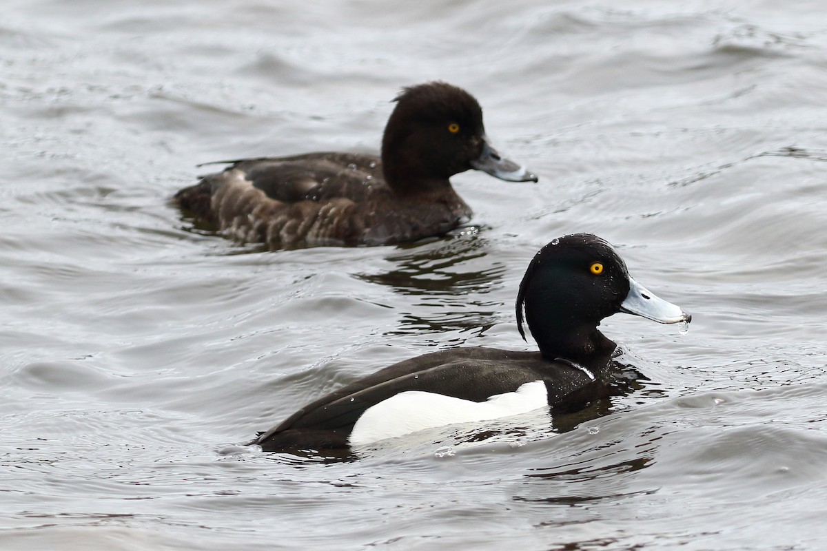 Tufted Duck - ML619247064
