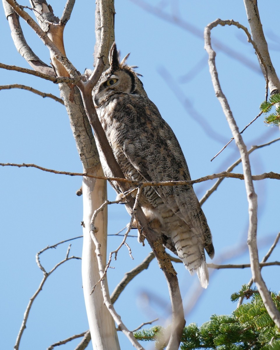 Great Horned Owl - ML619247065