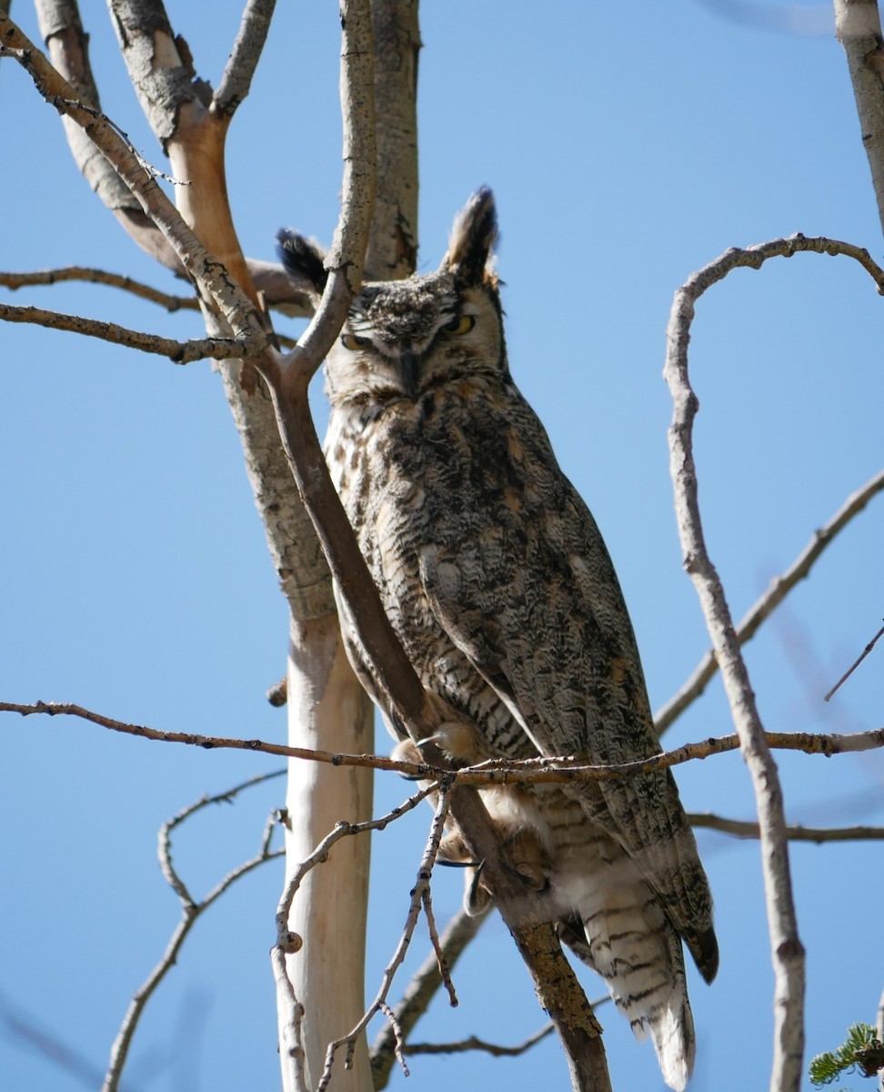 Great Horned Owl - ML619247066