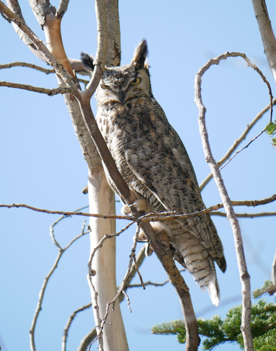 Great Horned Owl - ML619247067