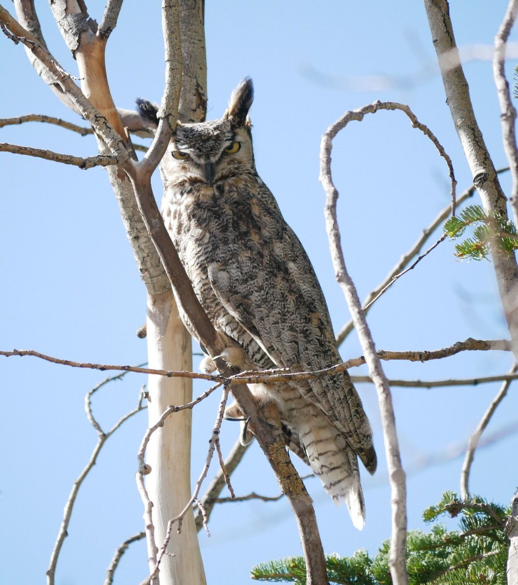 Great Horned Owl - ML619247068