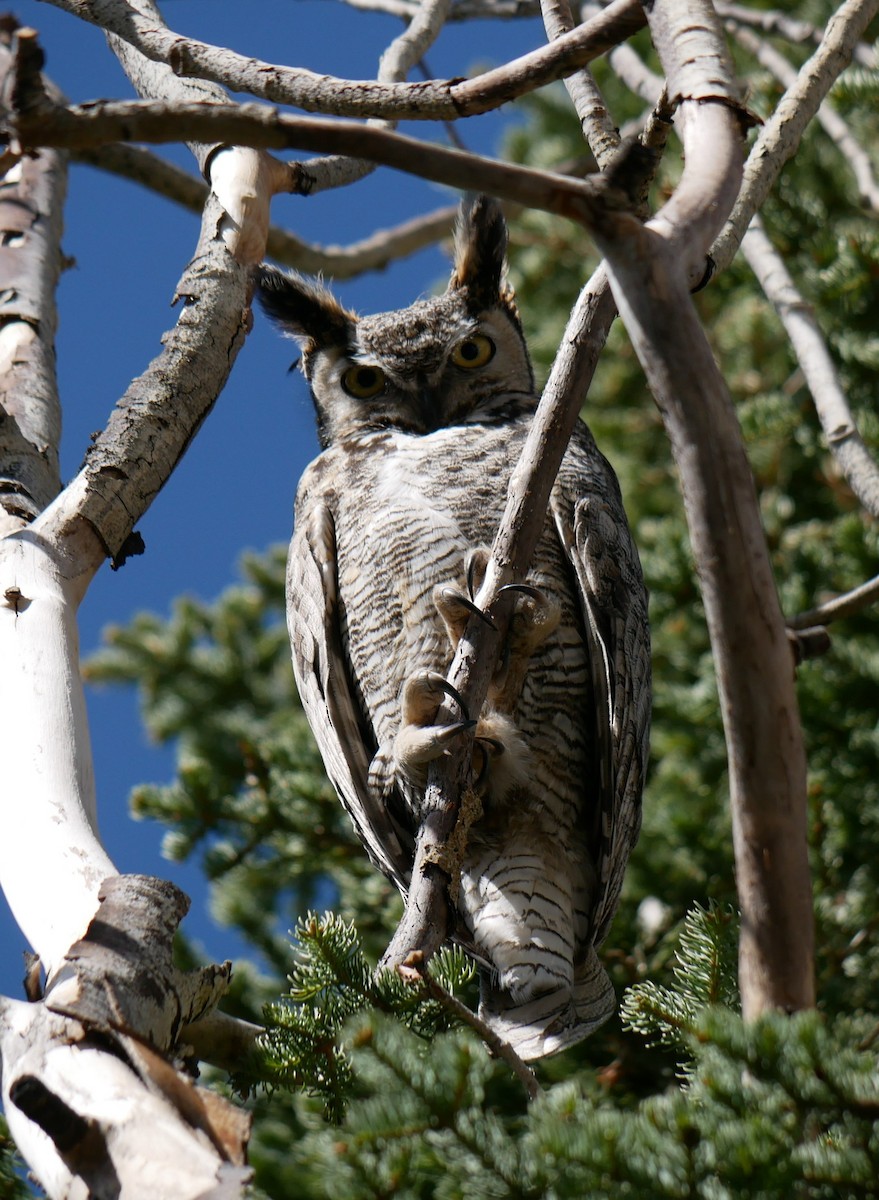 Great Horned Owl - ML619247069