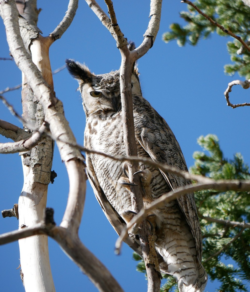 Great Horned Owl - ML619247070