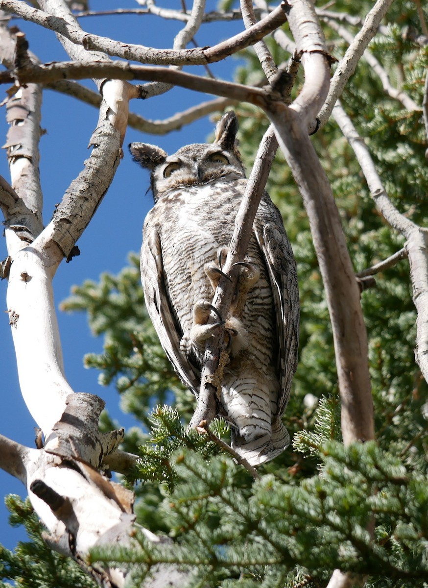 Great Horned Owl - ML619247072