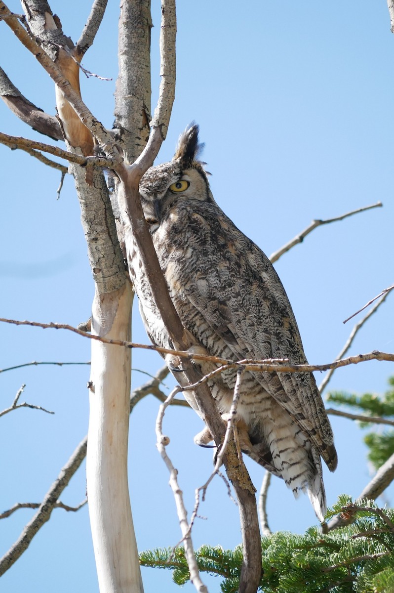 Great Horned Owl - ML619247074