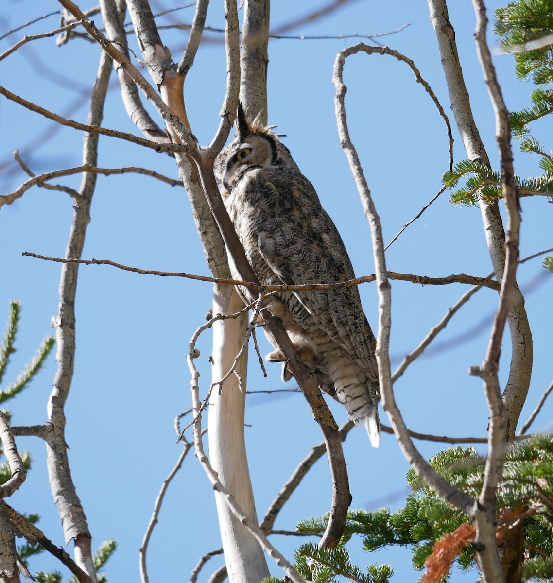 Great Horned Owl - ML619247075