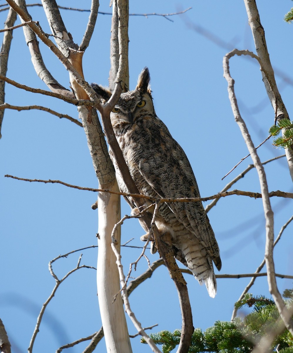 Great Horned Owl - ML619247077
