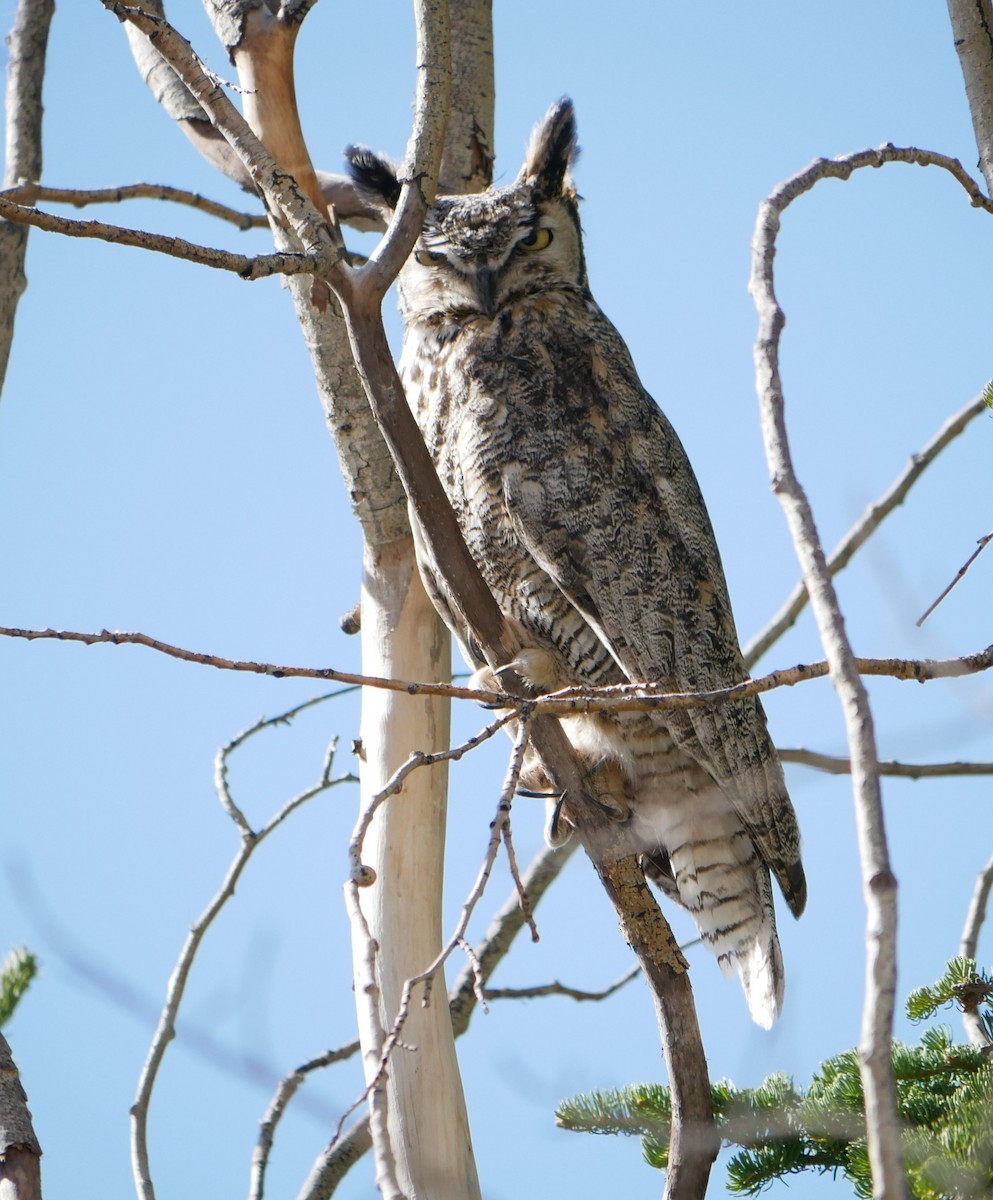 Great Horned Owl - ML619247078