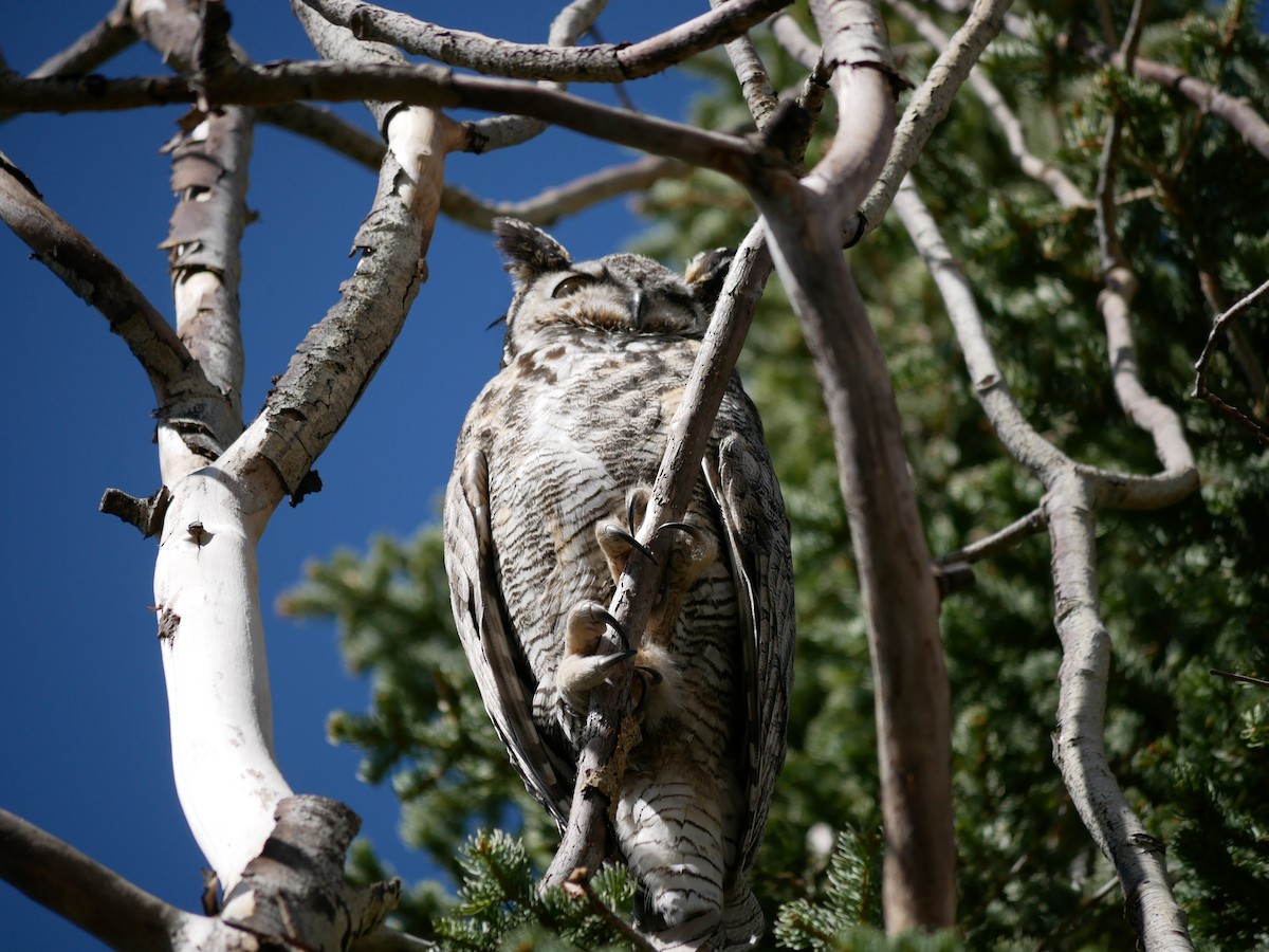 Great Horned Owl - ML619247079