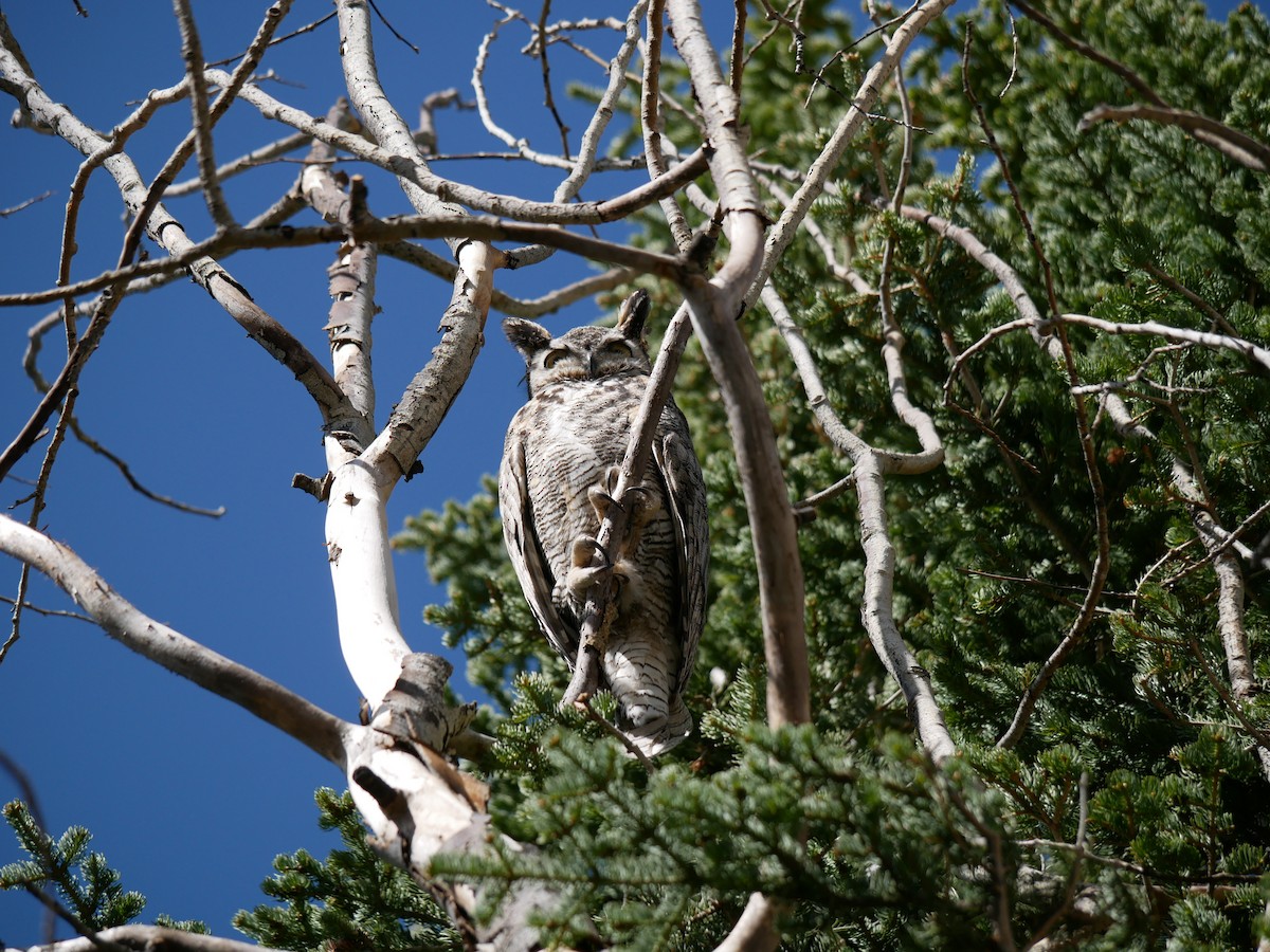 Great Horned Owl - ML619247081