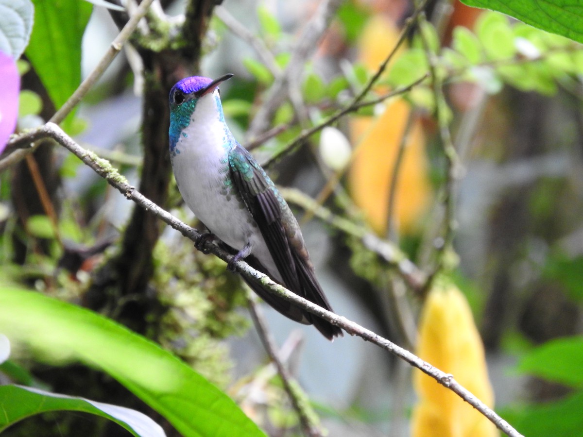 kolibřík andský - ML619247109