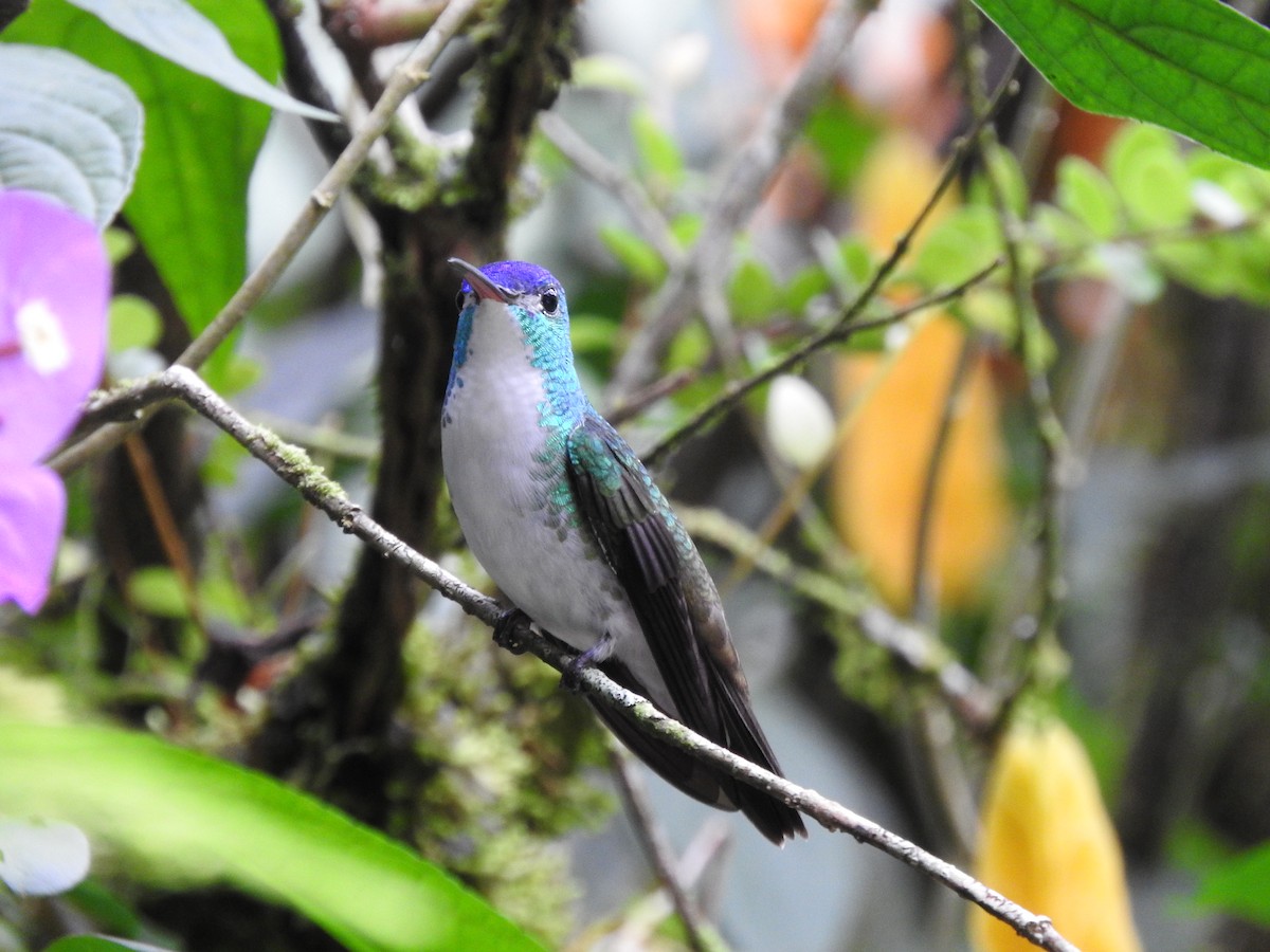 kolibřík andský - ML619247110