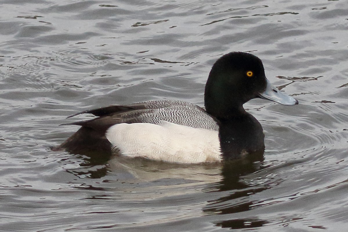 Greater Scaup - ML619247151