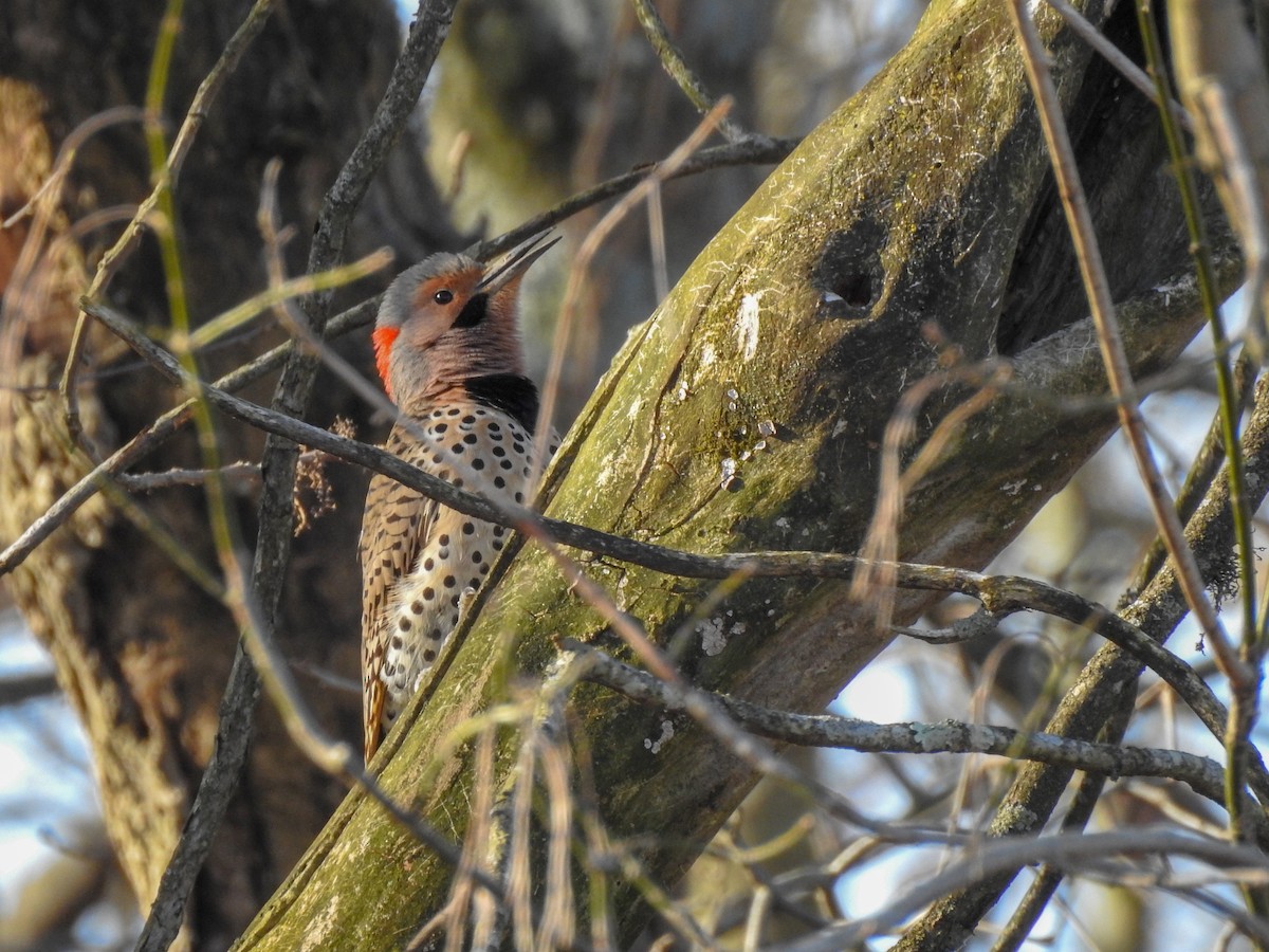 Northern Flicker (Yellow-shafted) - ML619247163