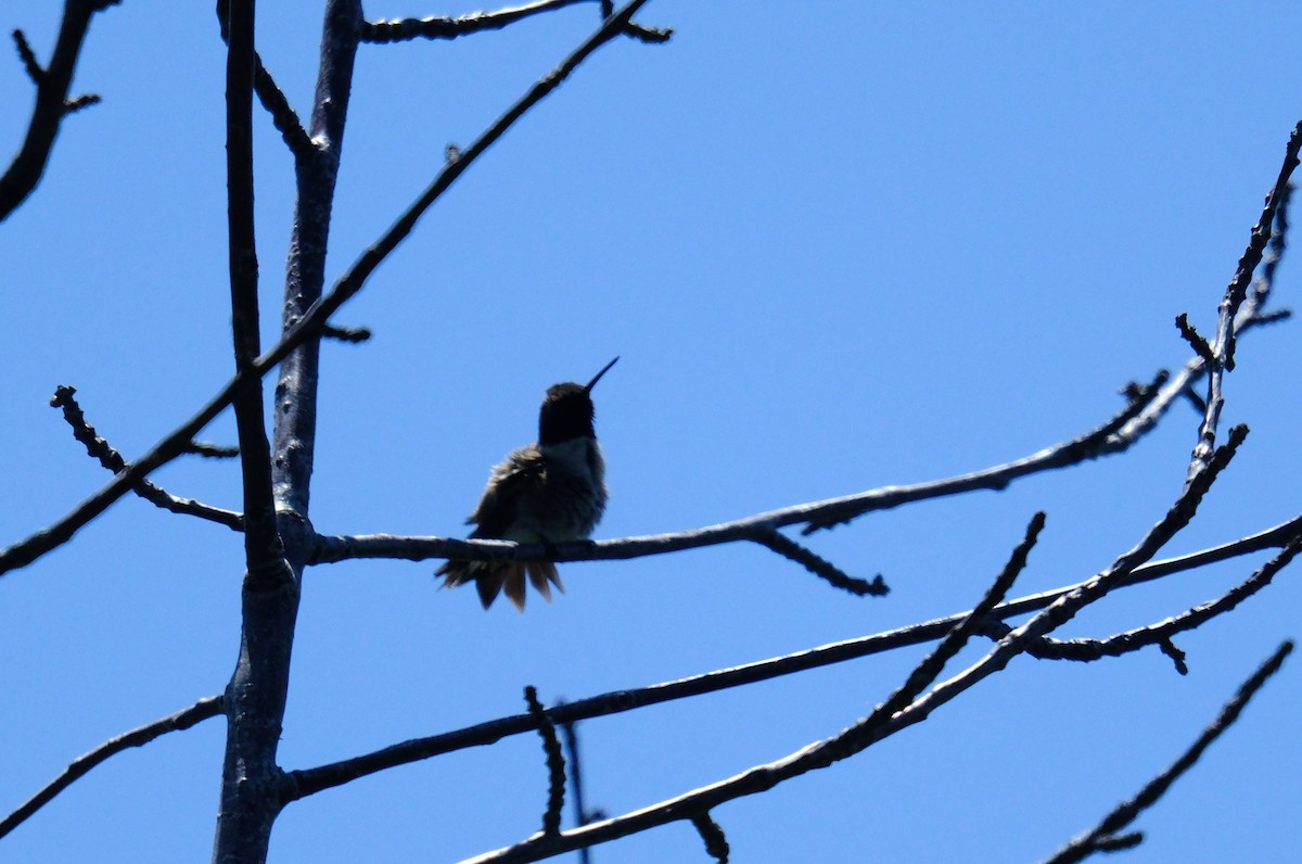 Kara Boğazlı Kolibri - ML619247185