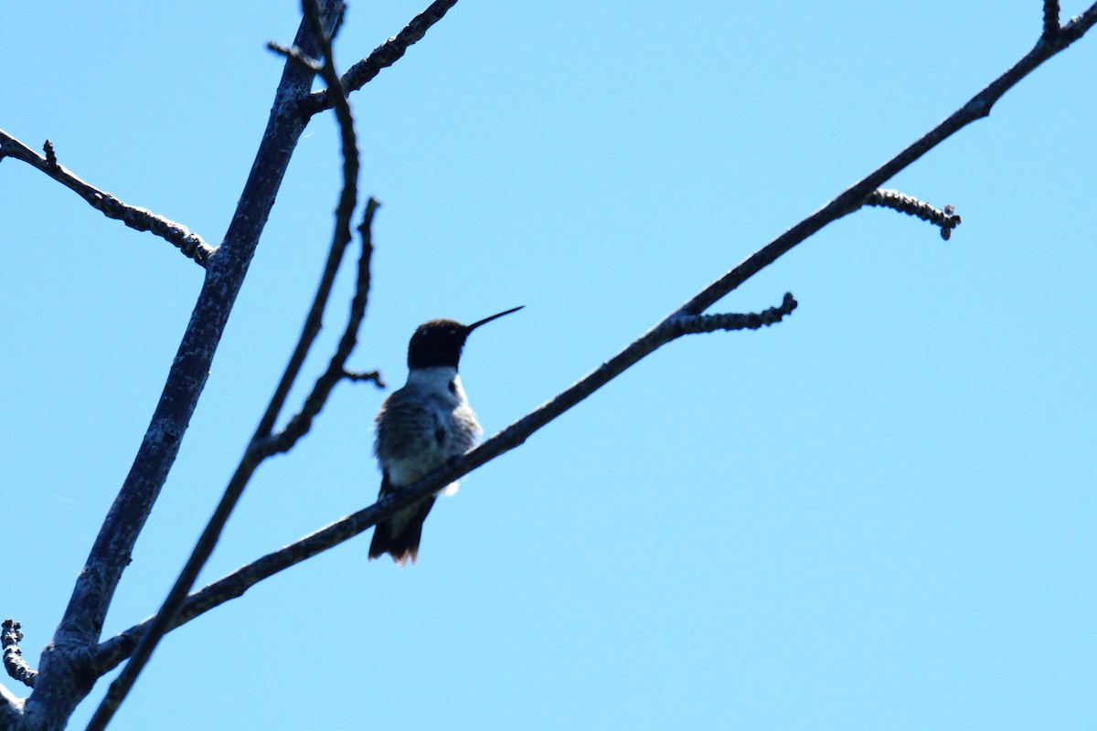 Black-chinned Hummingbird - ML619247186