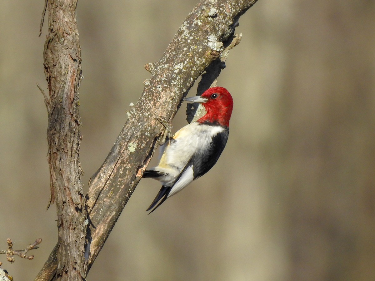 Red-headed Woodpecker - ML619247188