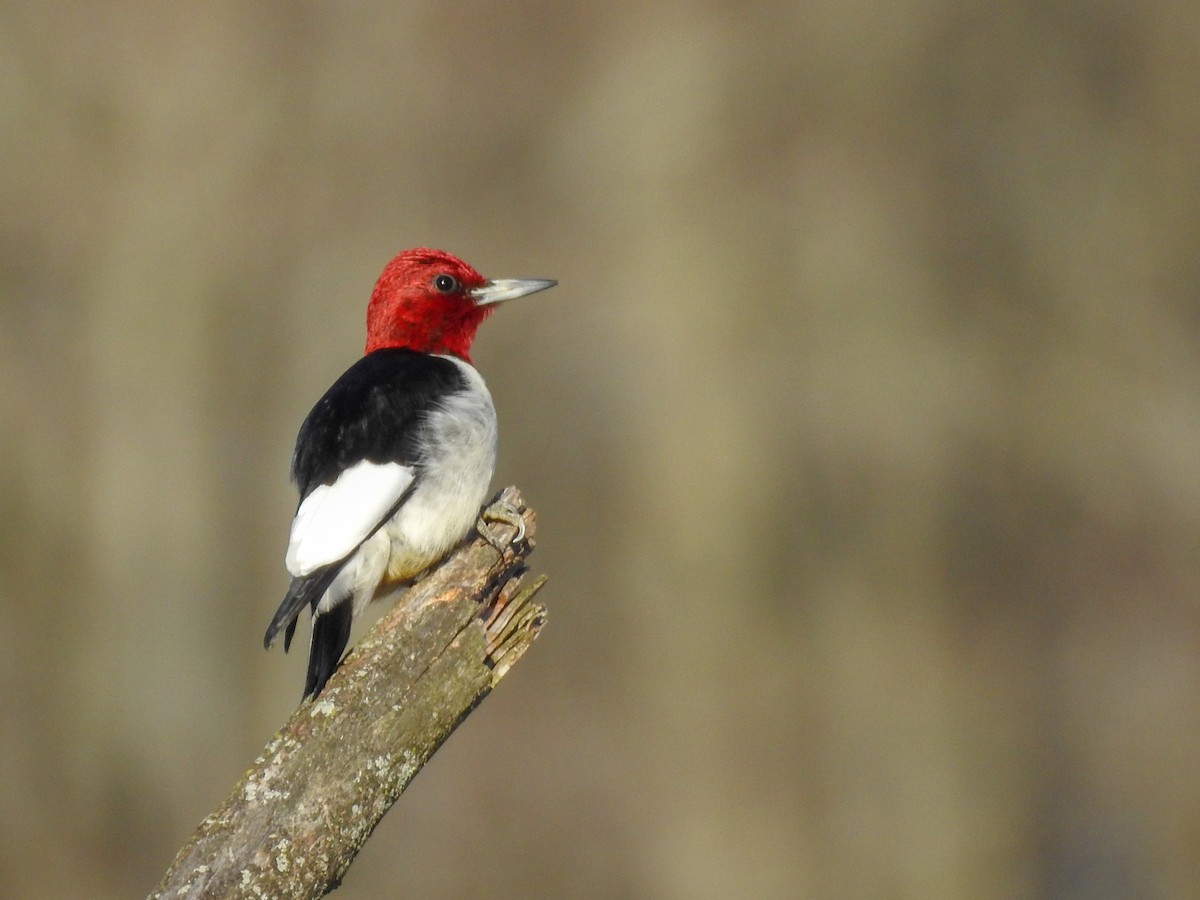 Red-headed Woodpecker - ML619247205
