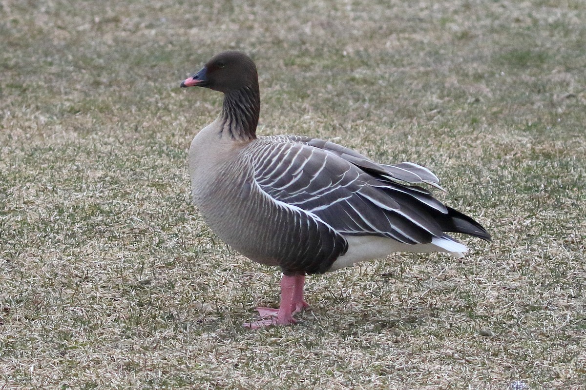 Pink-footed Goose - ML619247207