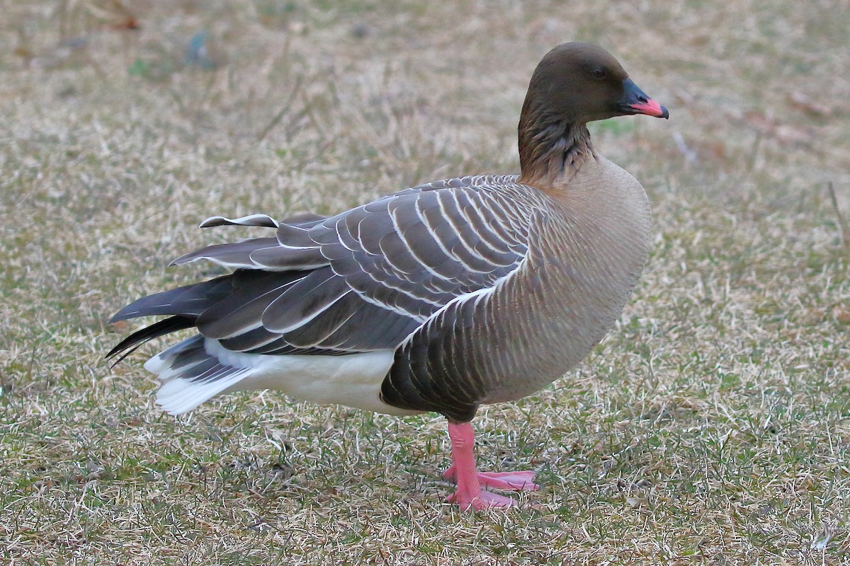 Pink-footed Goose - ML619247208