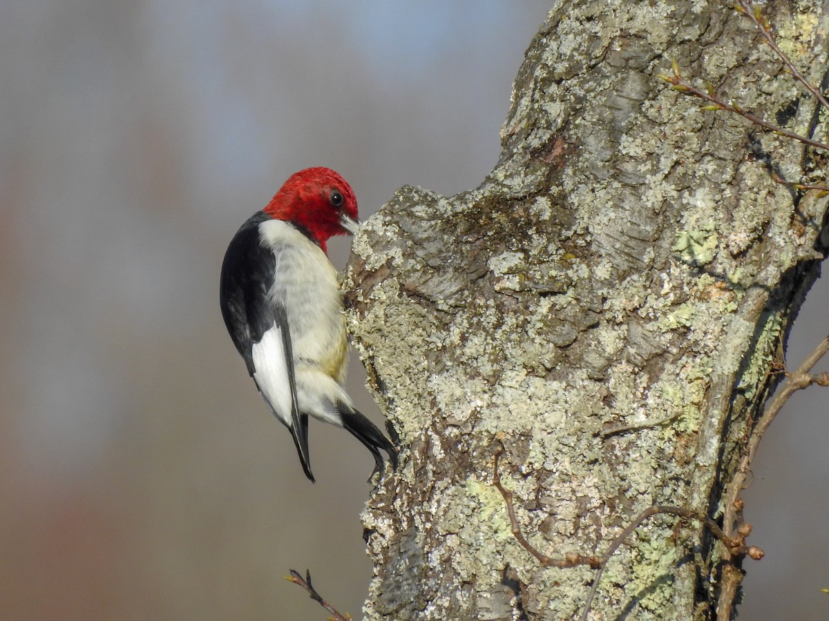 Red-headed Woodpecker - ML619247216