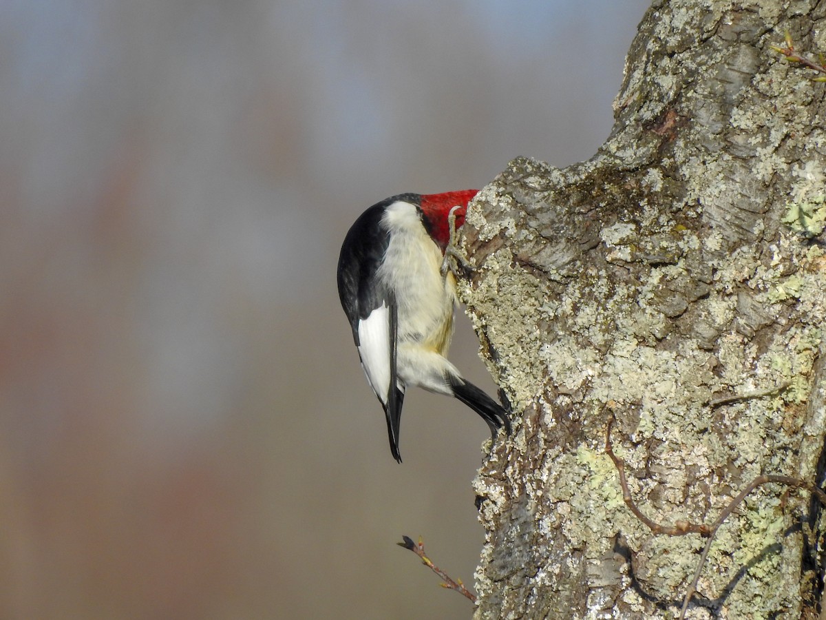 Red-headed Woodpecker - ML619247221