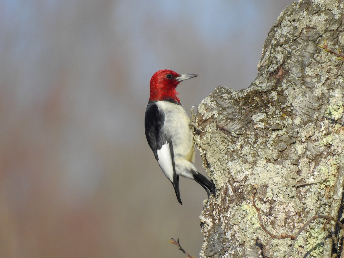 Red-headed Woodpecker - ML619247241