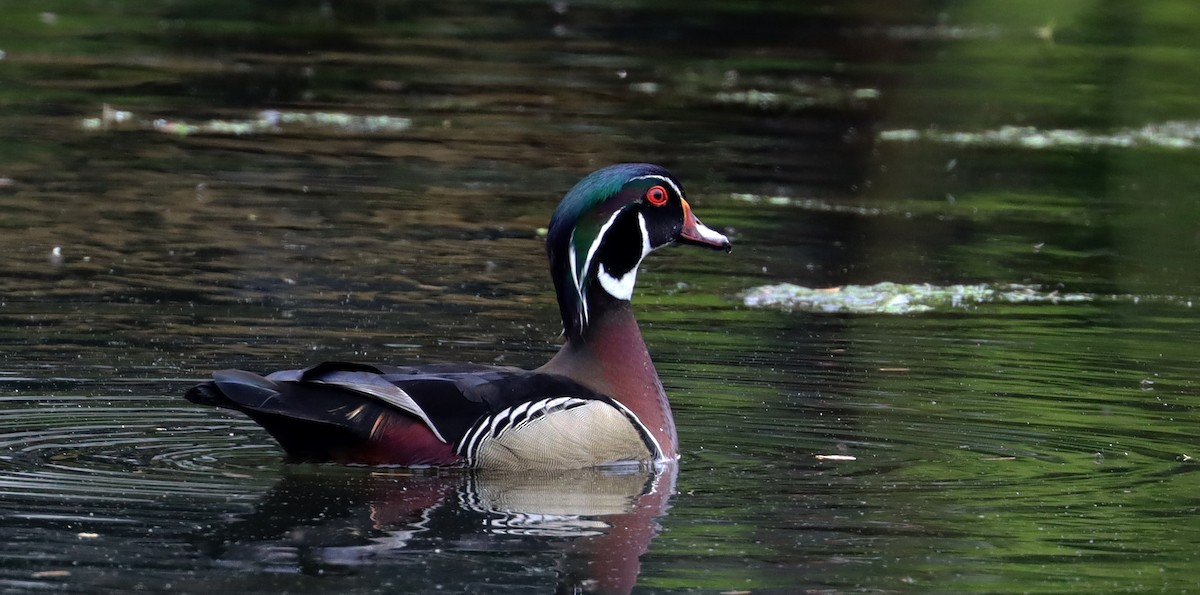 New York Breeding Bird Atlas Checklist 18 May 2024 Wading River