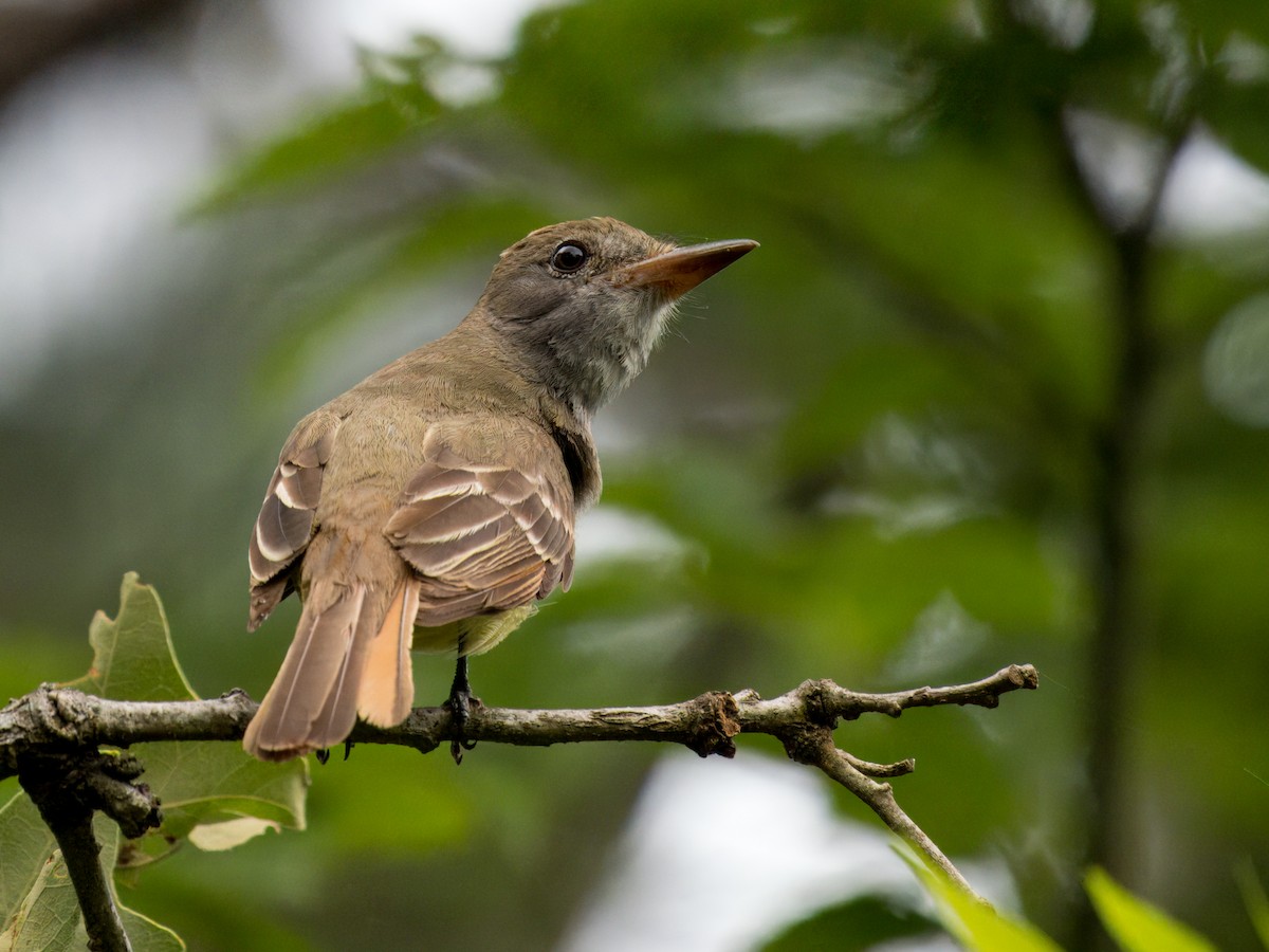 Great Crested Flycatcher - ML619247251