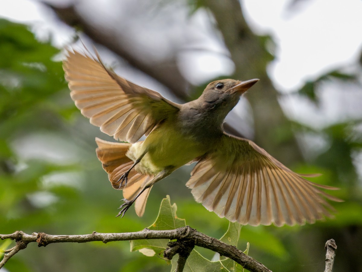 Great Crested Flycatcher - ML619247252