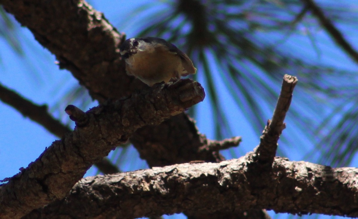 Red-breasted Nuthatch - ML619247283
