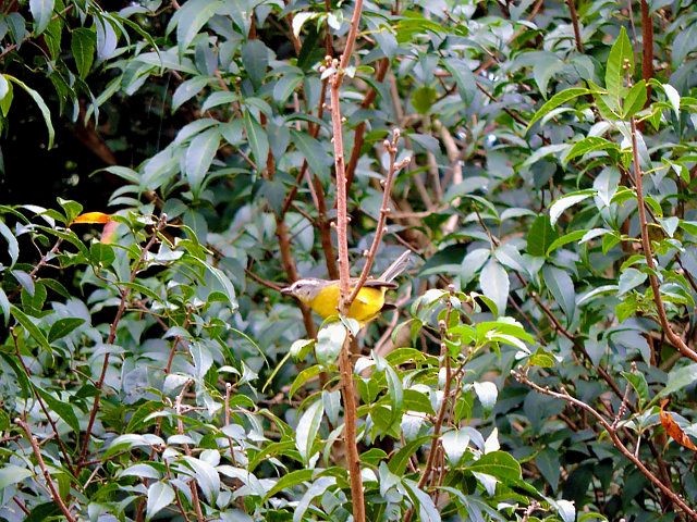 Golden-crowned Warbler - ML619247351