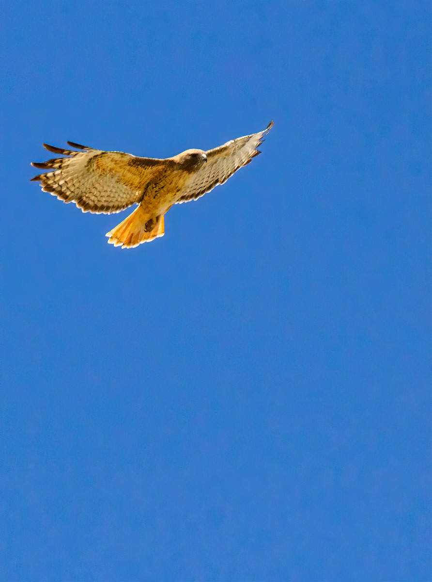 Red-tailed Hawk - ML619247383