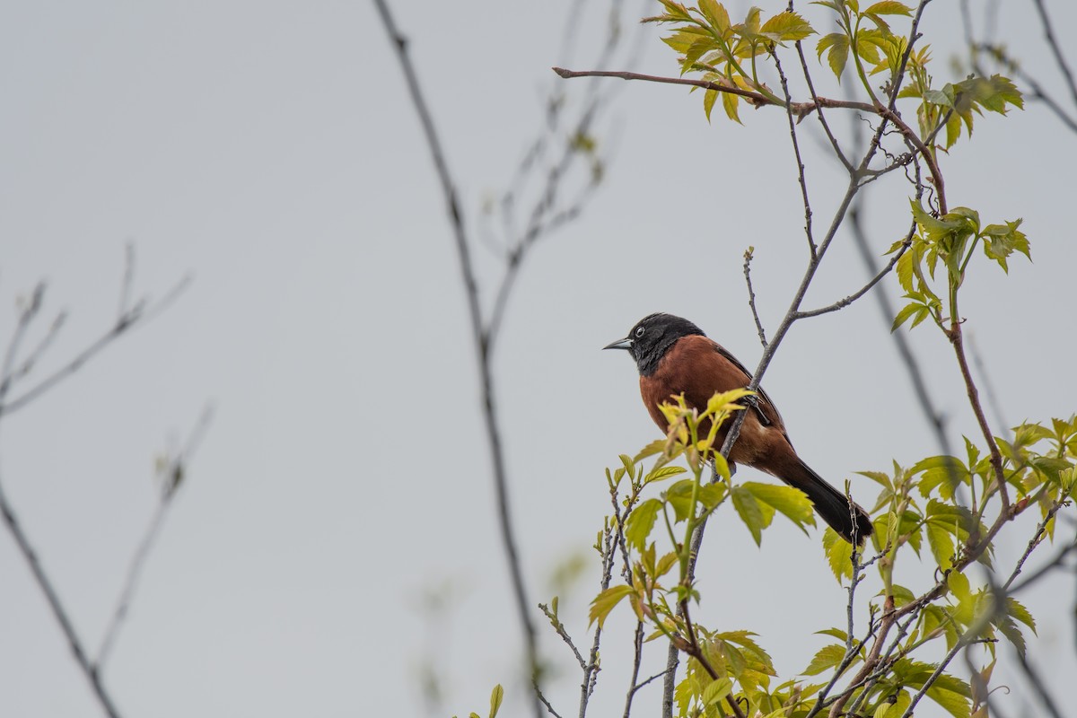 Orchard Oriole - ML619247384