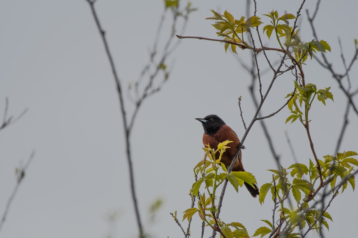 Orchard Oriole - ML619247385