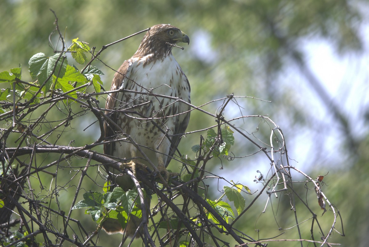 Red-tailed Hawk - ML619247415