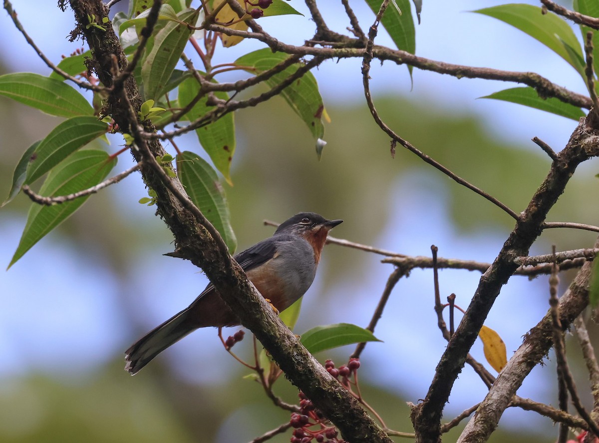 Rufous-throated Solitaire - ML619247427