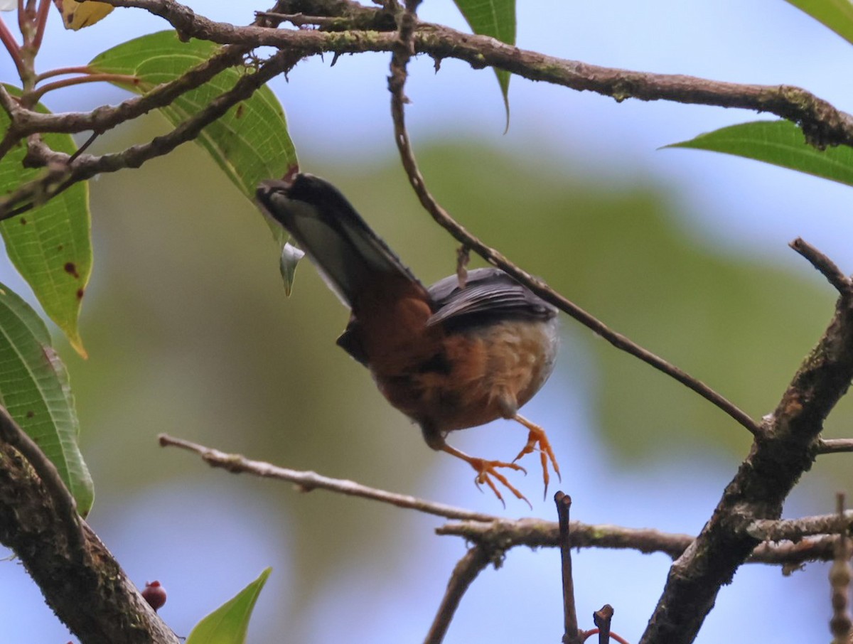 Rufous-throated Solitaire - ML619247430