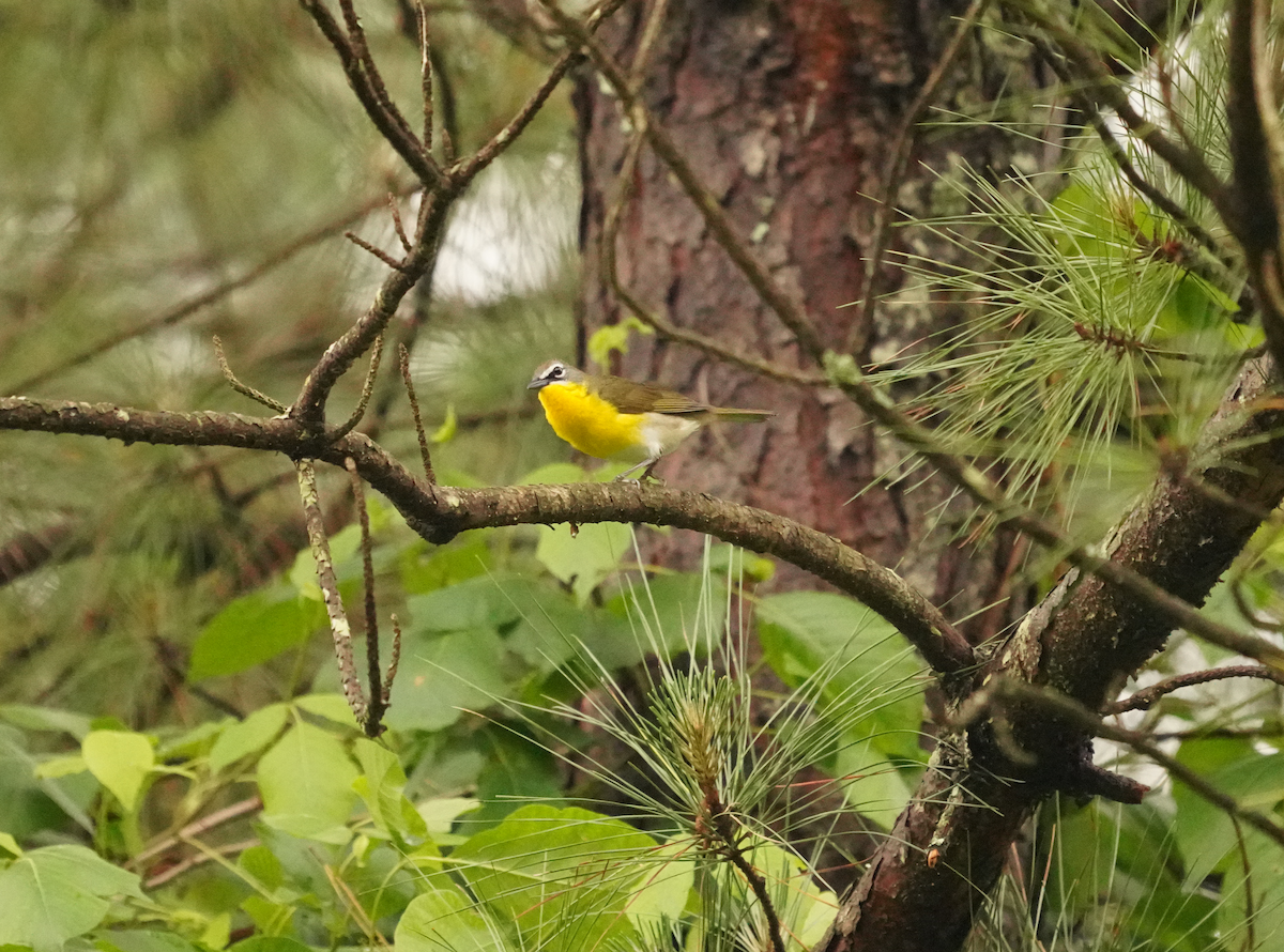 Yellow-breasted Chat - ML619247441