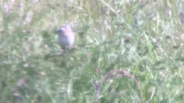 Grasshopper Sparrow - ML619247464